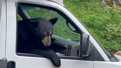 WATCH: Bear climbs into work truck, steals lunch from worker at job site in NH